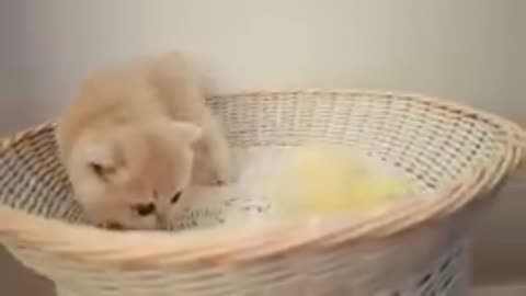 Funny video clips video 2023 cats pets animals funny video