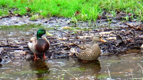 Mallard Pair