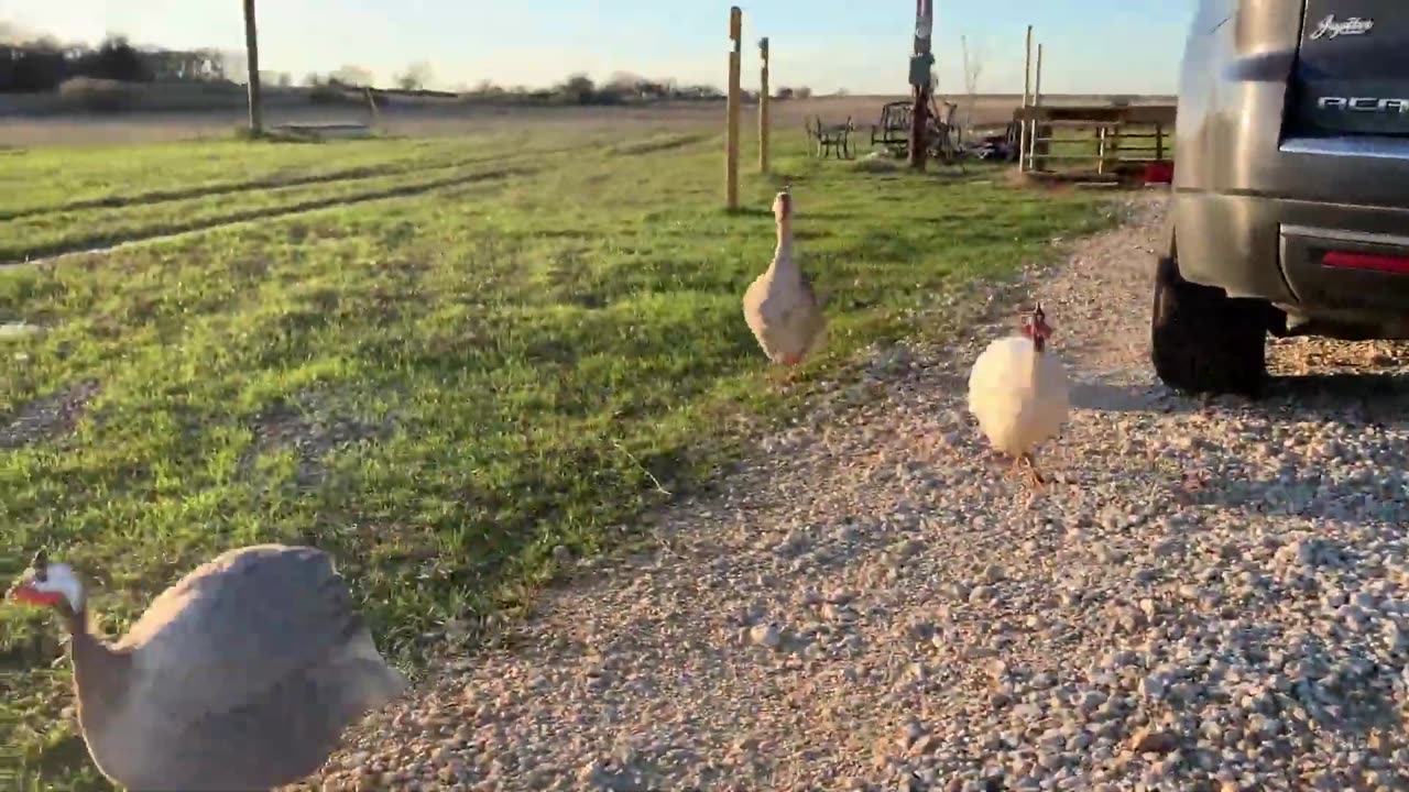 Goose Gets Excited to See Her Human