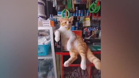 The most funny animals play with dogs and cats 2021 No #27
