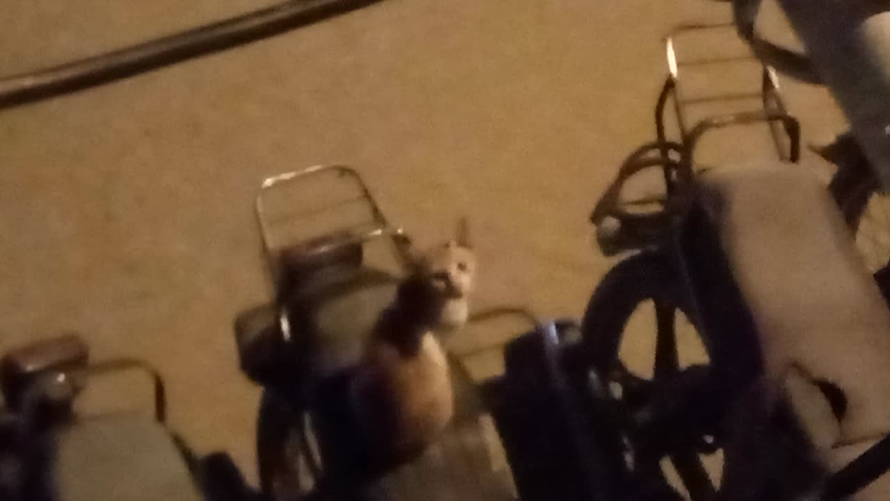 Sweet 🐈 cat in bike