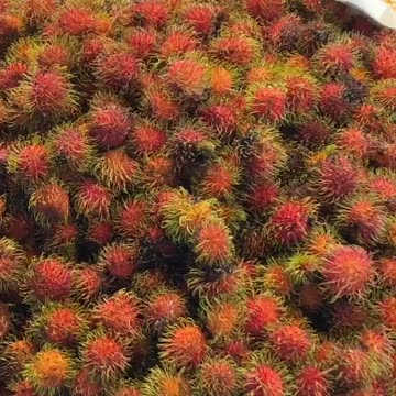 Have you ever seen a fruit like this?!