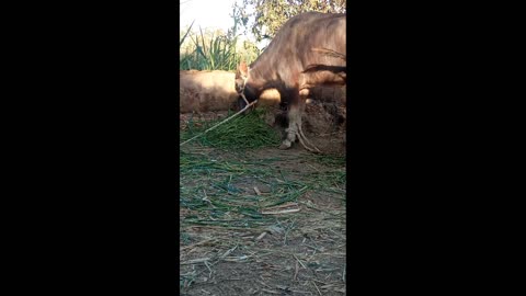 watch this beautiful buffalo