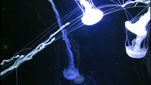 DEEP OCEAN - Drifting Jellyfish with Ambient and Calming Music for Relaxation-4