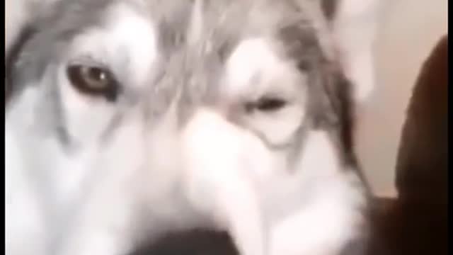 dogsvideo