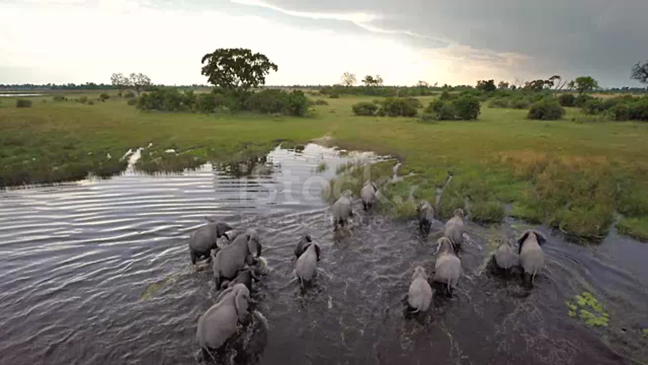 Walking Though African Water