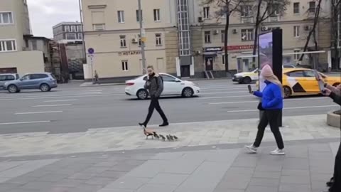 Directing ducklings away from dangerous traffic