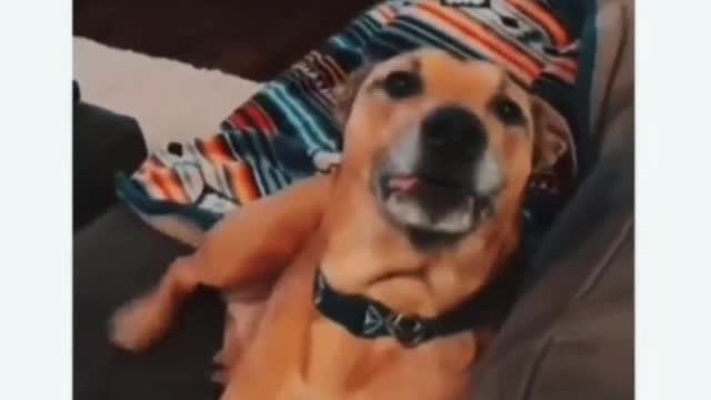 The most funniest dramatic dog ever | tiktok funny 🤣 dog