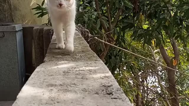 Funny cat walk