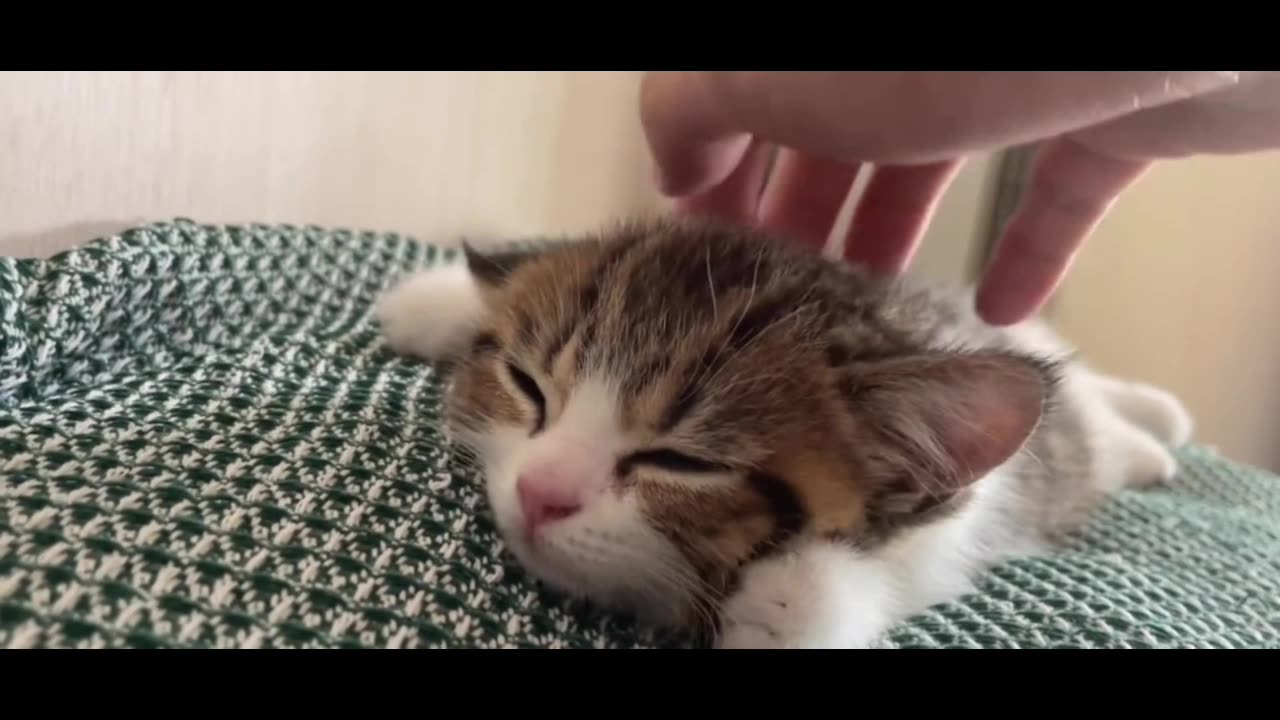 Who wouldn't love a little kitty rolling around on the bed?