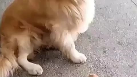 The Tiniest Kitten and her Fluffy brother!