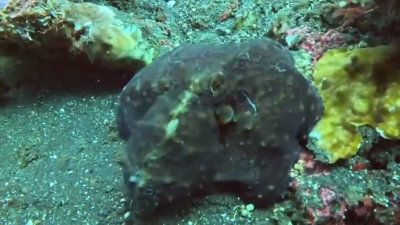 Next Level CAMO 🐙