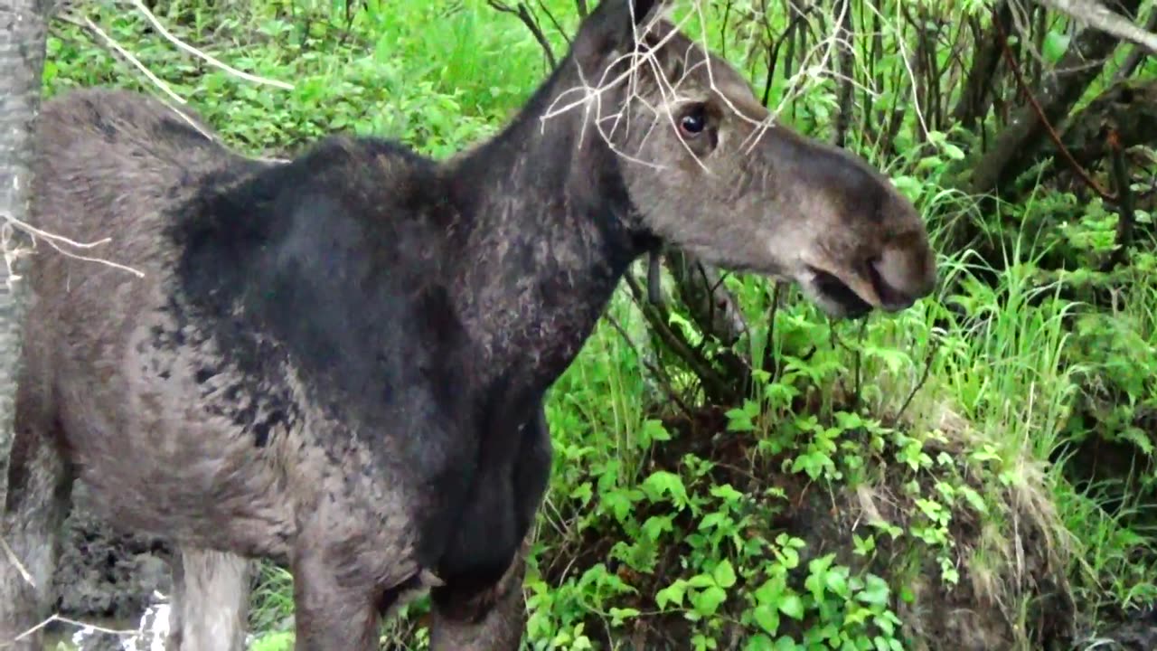 Mudhole Moose