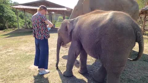 Chiang Mai Elephant Home _ Chiang Mai lover