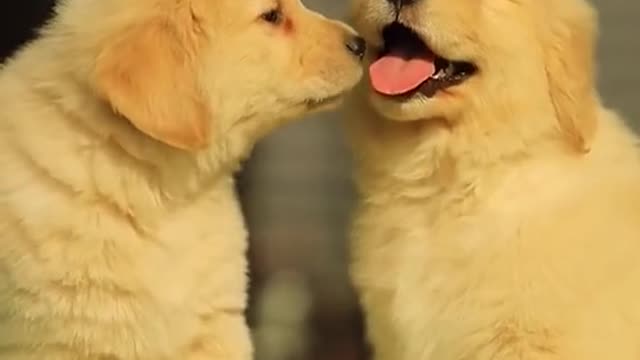 Animal's Lovely moment#funnyvideos