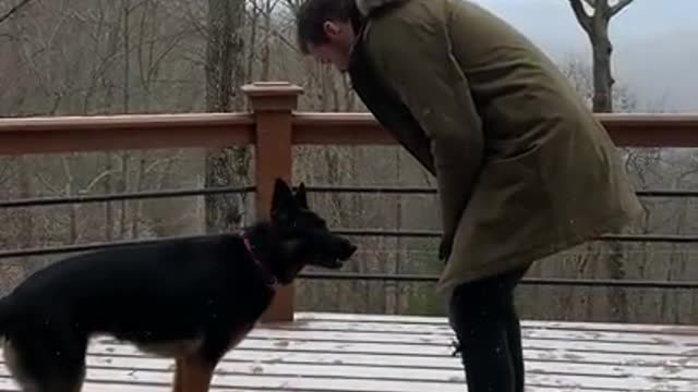 The dog is man's best friend