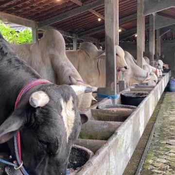 Eat Cow Funny for breeding