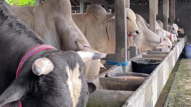 Eat Cow Funny for breeding