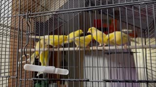 Yellow Canaries