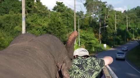 Elephant Began To Smell About Her New Turf On Her Arrival To New Home - ElephantNews