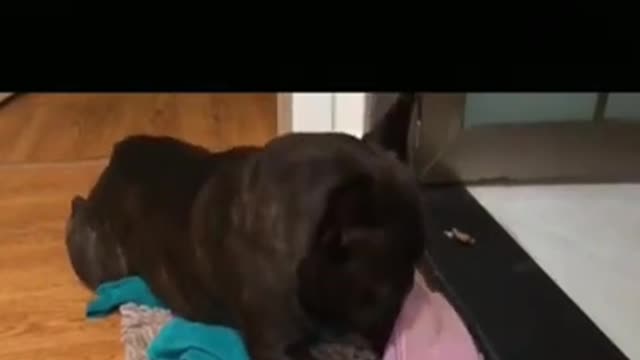 funny animals videos