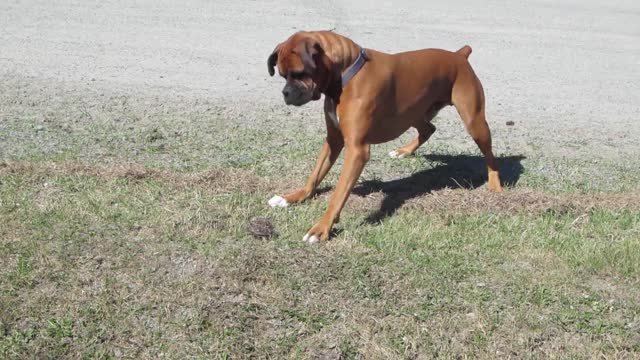 HILARIOUS BOXER DOG SCARED OF A BIRDS NEST!!!