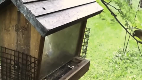 Lamb Seldom Want Large Lettuce