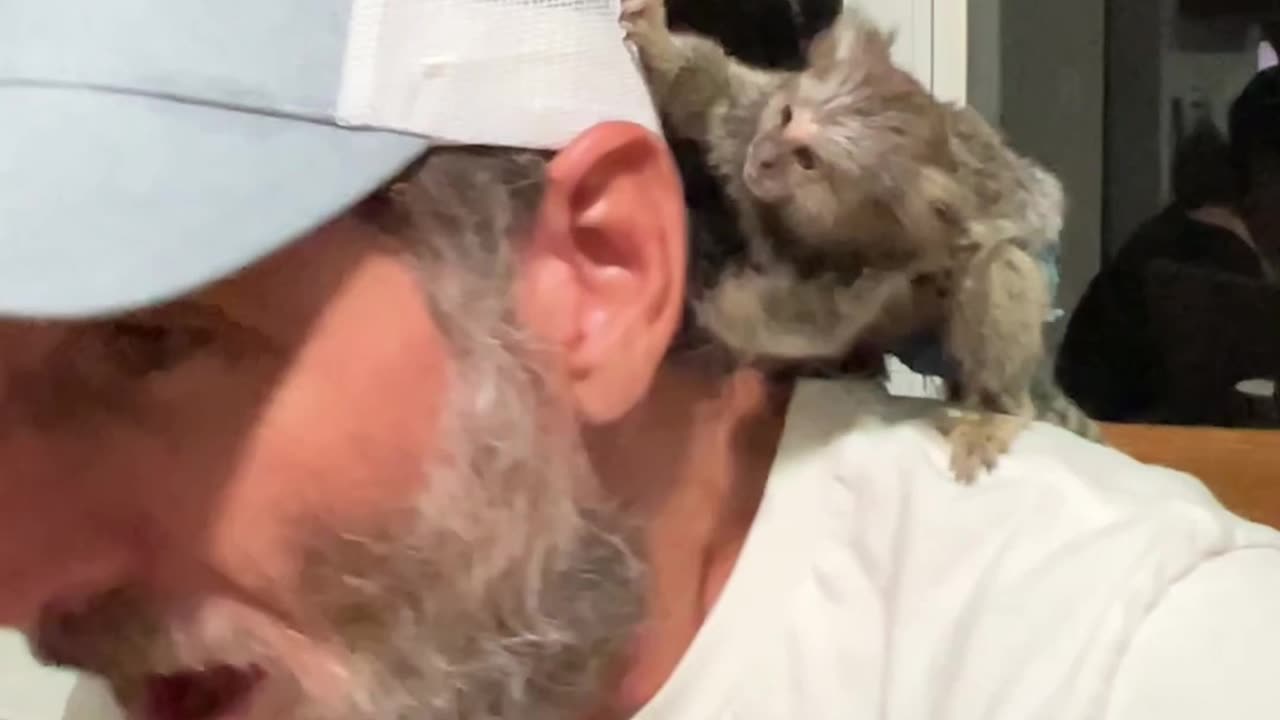 Marmoset Bites Ear