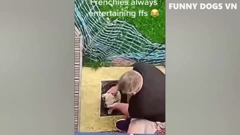 Funny Animals