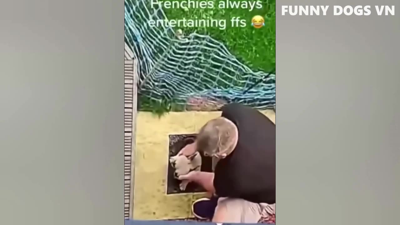 Funny Animals