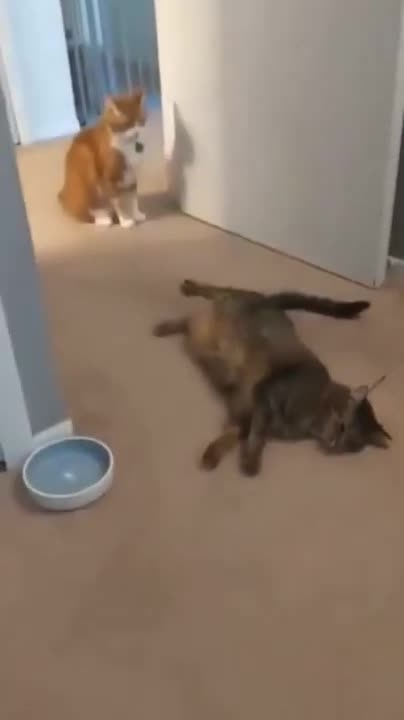 CAT VS CAT | FUNNY FIGHT