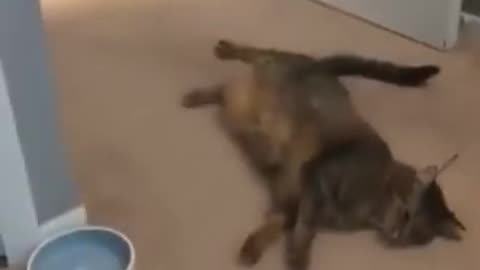 CAT VS CAT | FUNNY FIGHT