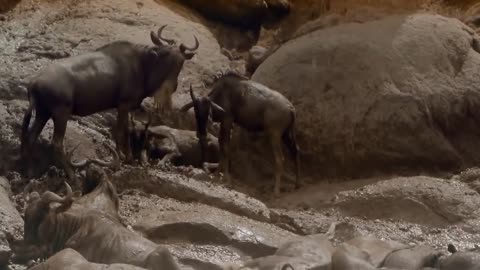 wildlife documentaries