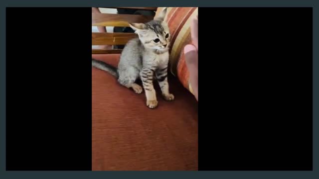 A cute little cat duels with its master's hand