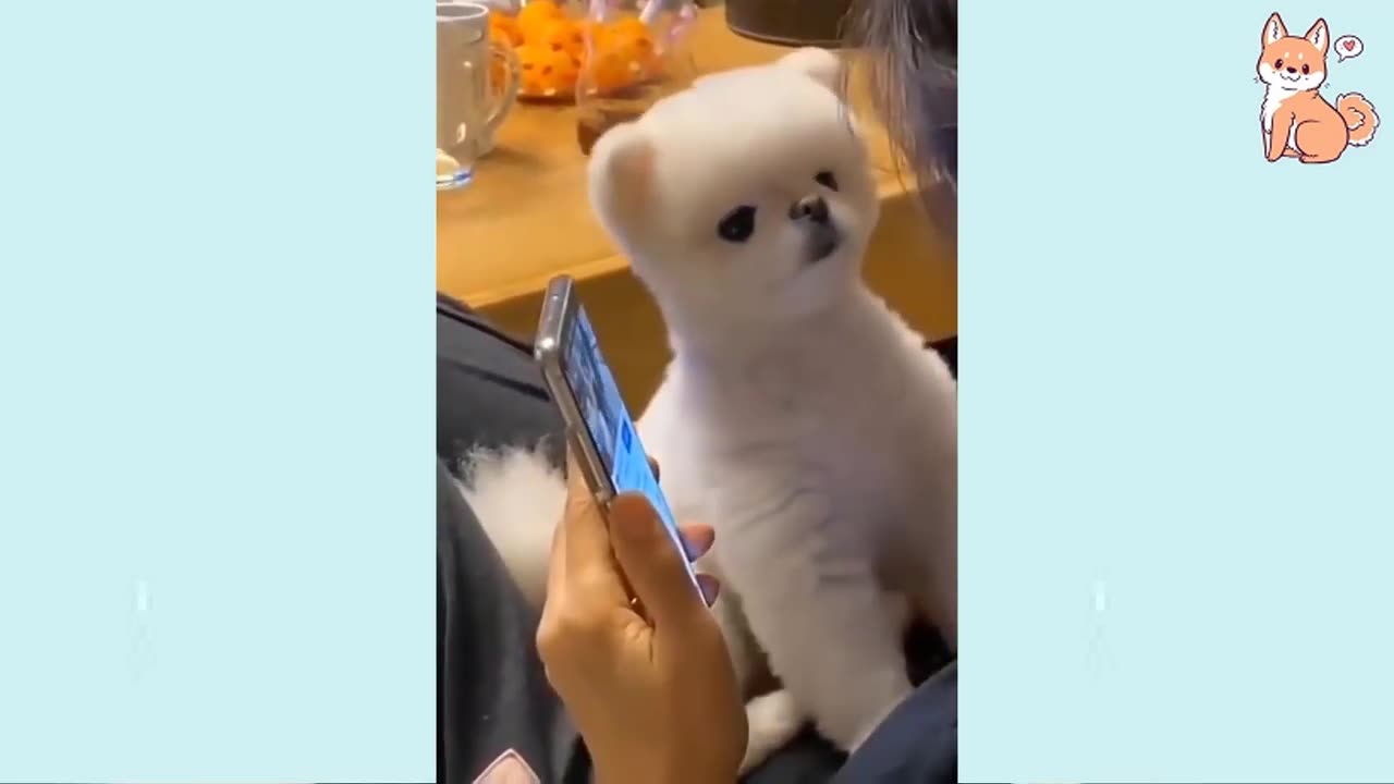 Angry - Funny Dogs of TikTok 😮 - angry Pet videos 😱