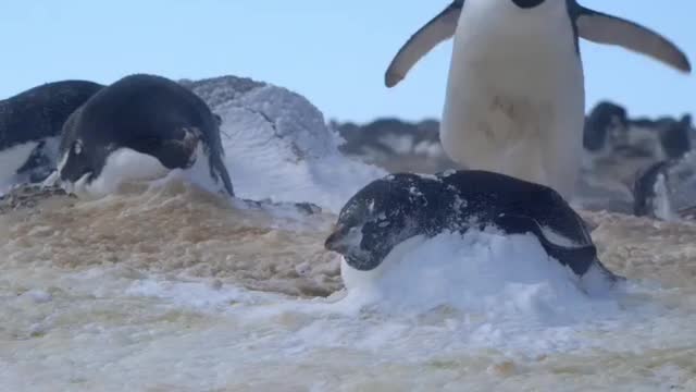 Windy day 💨❄️ Adélie penguins incubating their eggs. 🇦🇶 Cape Hallett