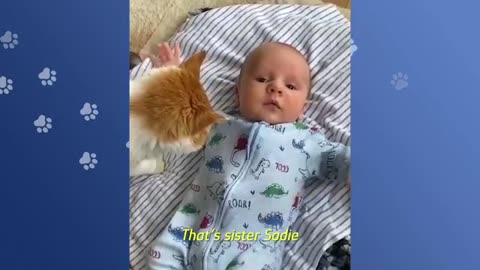 animal play with a baby