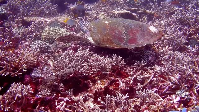 Relax-Underwater world