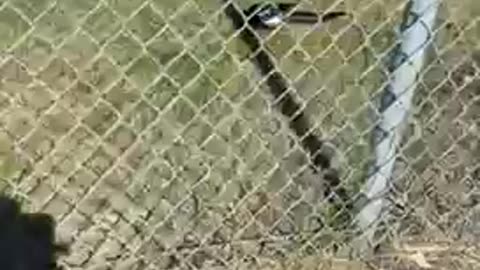 Shorts - Magpie, Busy feeding in a car parking lot