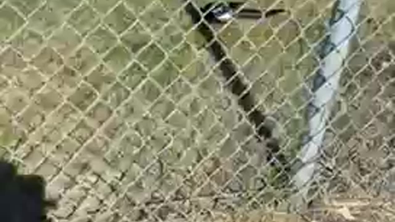 Shorts - Magpie, Busy feeding in a car parking lot