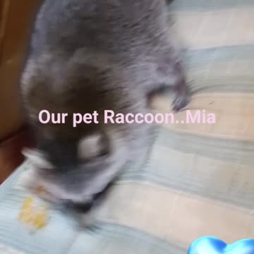 Pet raccoon checking her new place out