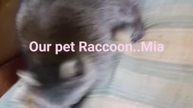 Pet raccoon checking her new place out