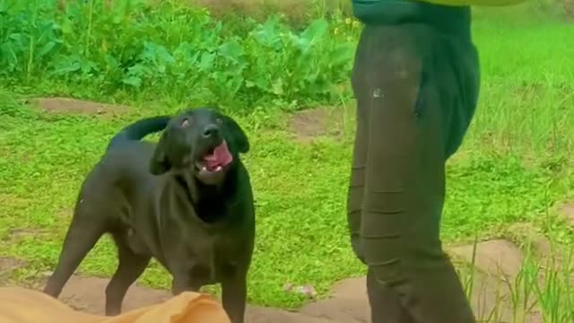 A very intelligent and working dog of a village
