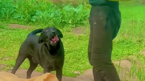 A very intelligent and working dog of a village