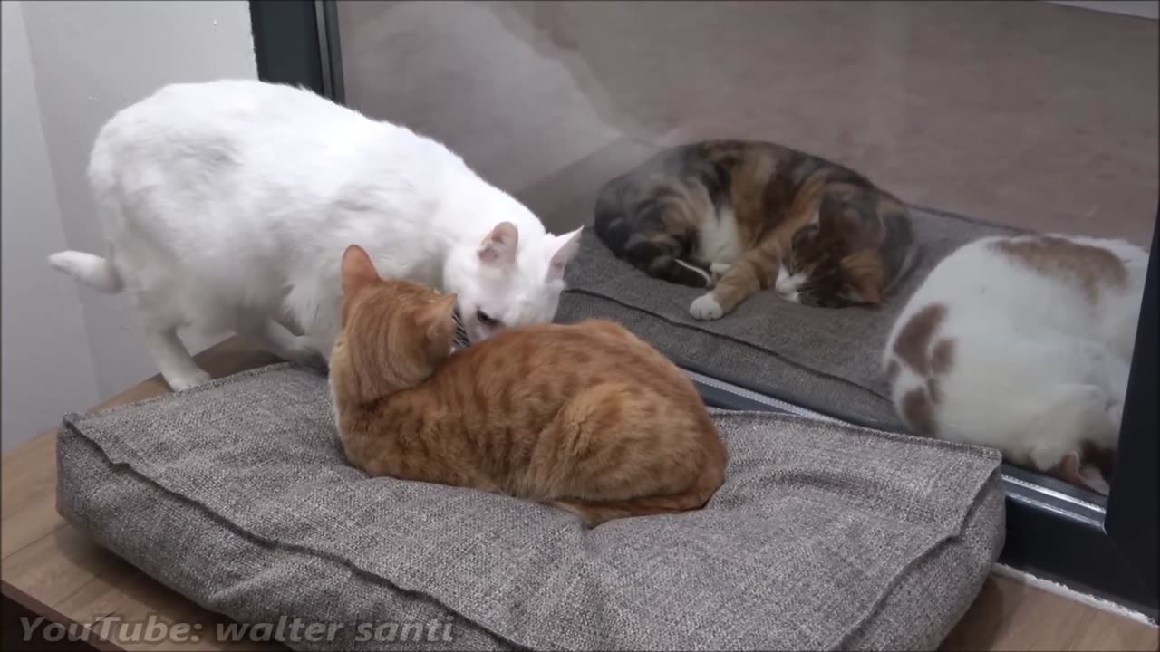 Cat Tries To Get On The Bed Without Waking Other Cat Up