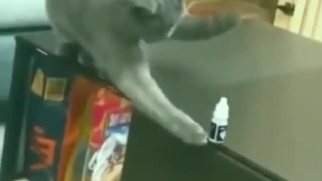 Funny Animal Videos 2022 😂 - Best Dogs And Cats Videos 😺😍