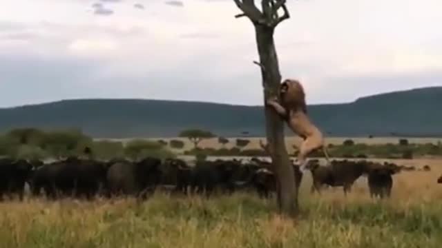 The lion