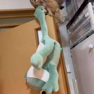 Owls love frogs for lunch 🤣