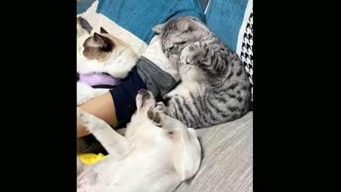 Funny Cats and Dogs Videos 🤣 - Funniest Animal Videos 2023! 11