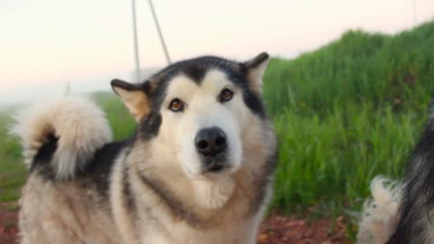 Loyal GoTop Quality Dog Breed Pedigree Specimen Shows it's Smartness, Cuteness, and Noble Beauty.